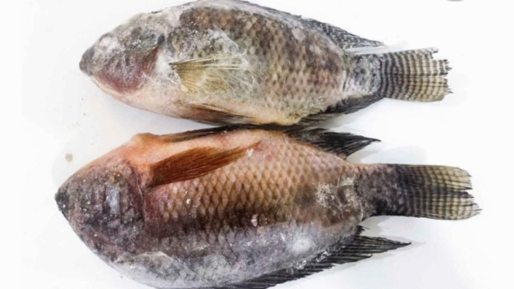 fresh meat fish lagos stressfreefoods jpg 20251112 124027 0000